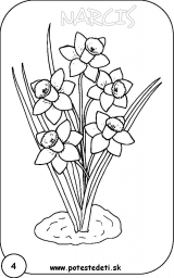 Narcis_omalovánky Narcis_omalovánky